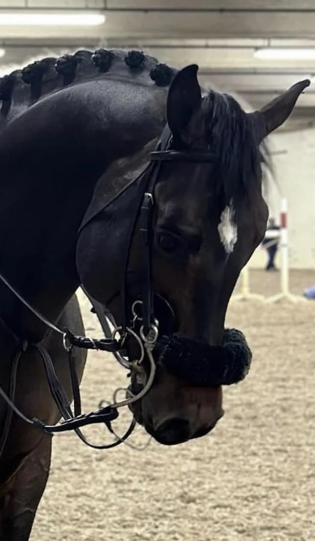 Kombinierte Hackamore thumbnail 2
