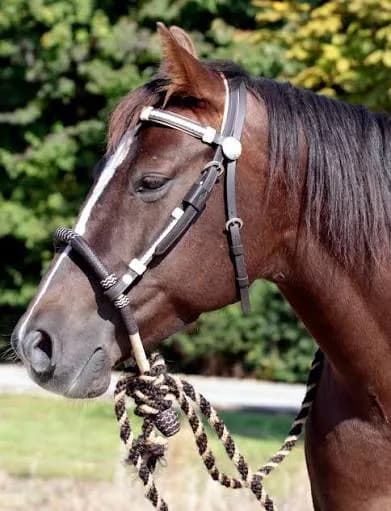 Bosal Trense