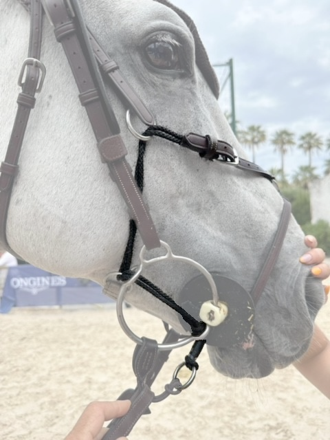 Aufziehtrense mit Zug auf Nasenband